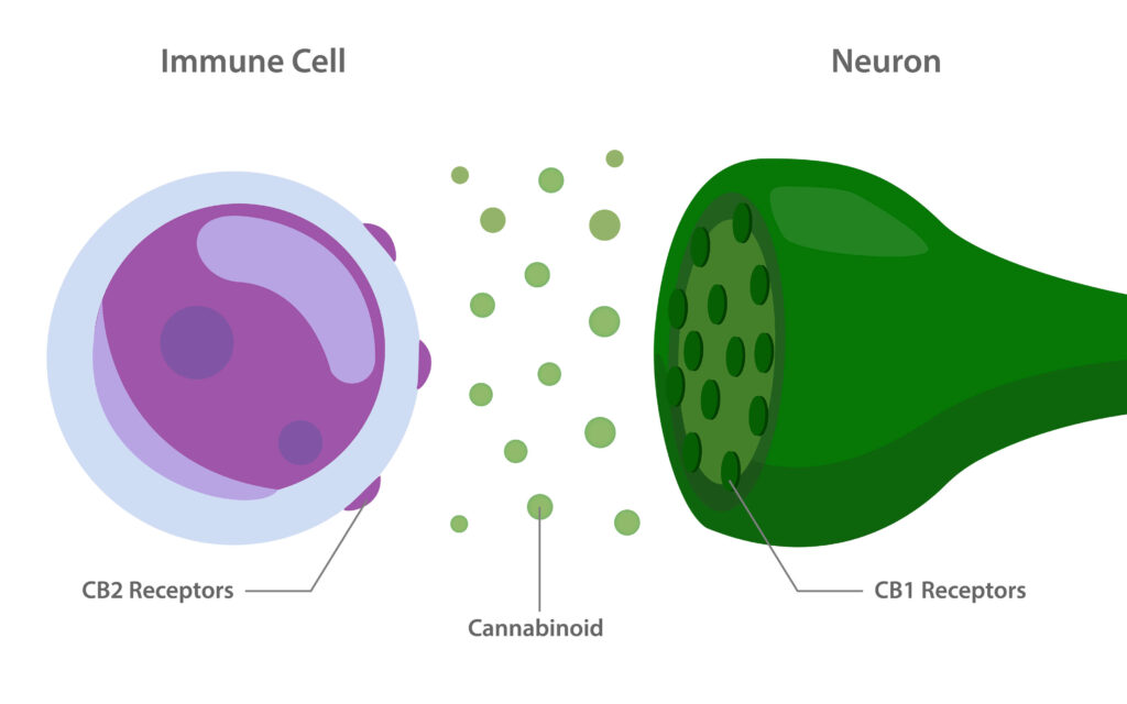 Endokanabinoidni receptorji in kako delujejo