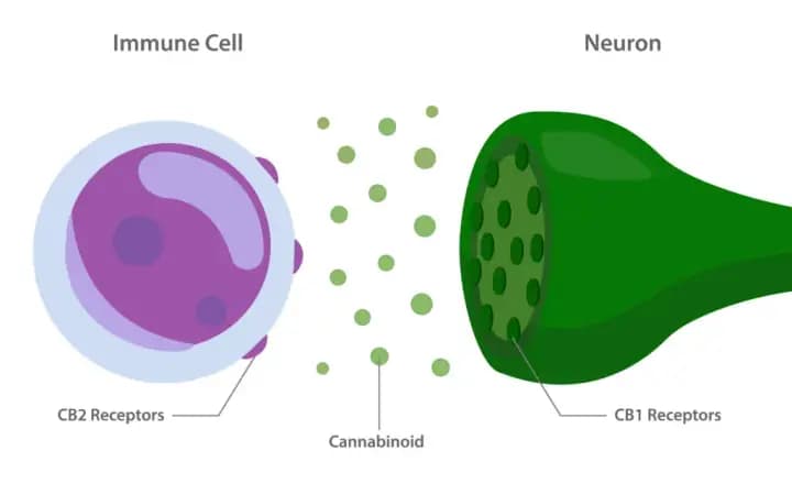 Endokanabinoidni receptorji in kako delujejo